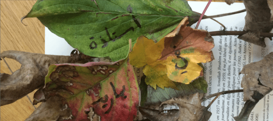 bannière édito automne UAP